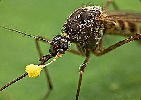 蚊子,花粉