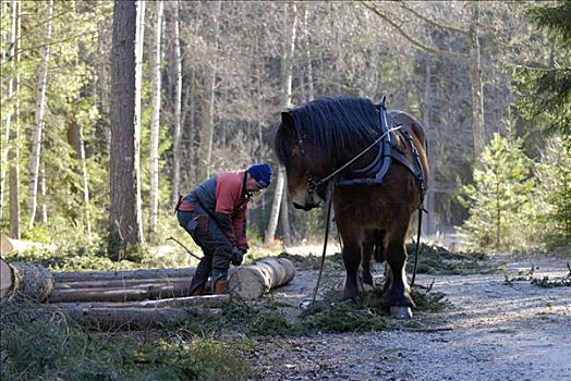 马,工作,树林,瑞典