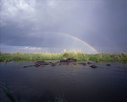 彩虹,上方,河马,湿透,河,莫瑞米,野生动植物保护区,博茨瓦纳