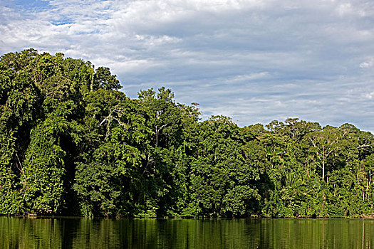 雨林,河,玛努国家公园,秘鲁