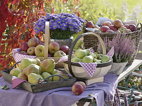 丰收,桌子,苹果,梨