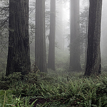 景色,风景,红杉,雾气,蕨类,前景,加利福尼亚,美国