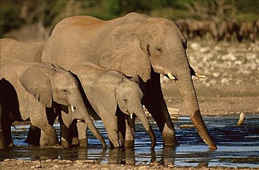 非洲象,喝,水坑