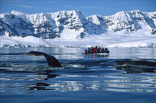 驼背鲸,大翅鲸属,鲸鱼,游客,黄道十二宫,船,靠近,岛屿,南极半岛,南极