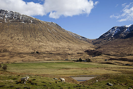 绵羊,放牧,地点,叩依谷,高地地区,苏格兰