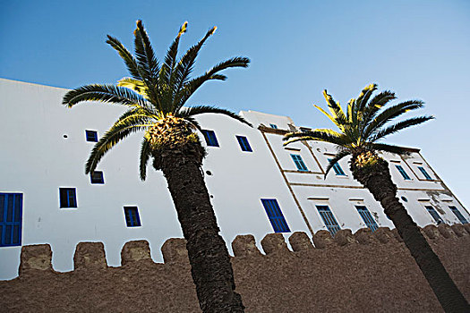 棕榈树,户外,建筑,苏维拉,摩洛哥