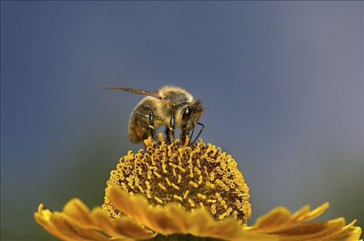 蜜蜂,意大利蜂