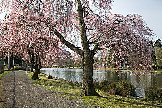 盛开,樱桃树,公园,波特兰,俄勒冈,美国
