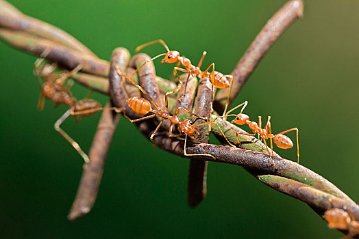 亚洲,蚂蚁,织布者蚂蚁,刺铁丝网