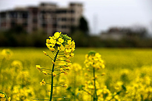 油菜花