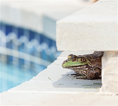 牛蛙,蹲,边缘,游泳池