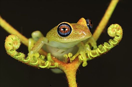 绿色,青蛙,蕨类,安达斯巴曼塔迪亚国家公园,马达加斯加