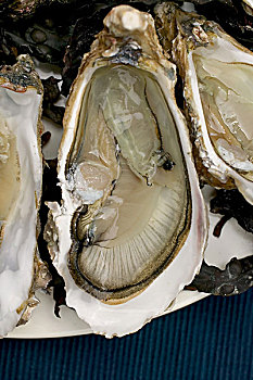 牡蛎,布列塔尼半岛,法国