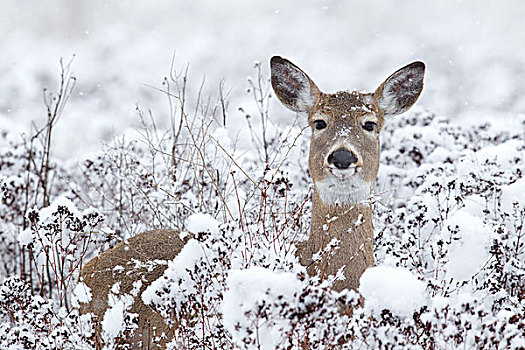 白尾鹿,母鹿,冬天