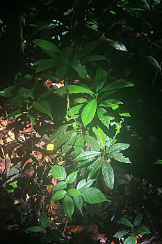 马来西亚沙捞越州沙捞越,穆鲁山国家公园热带雨林中的地面植物
