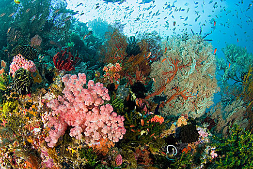印度尼西亚,科莫多国家公园,彩色,珊瑚,礁石