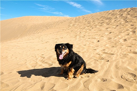 沙丘,沙漠,狗