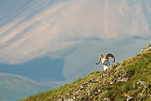 野大白羊,白大角羊,公羊,看,上方,山脊,宽,山谷,山,背景,德纳利国家公园和自然保护区,阿拉斯加,美国