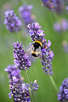 大黄蜂,授粉,紫色,熏衣草