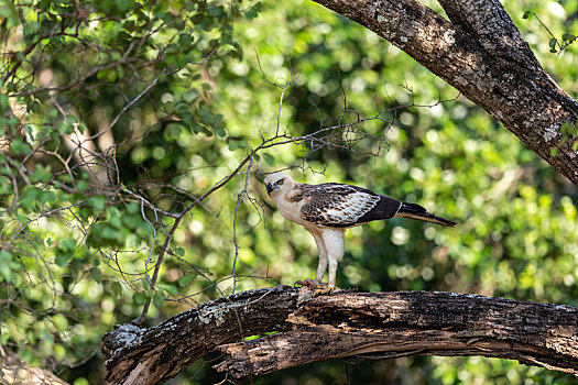 斯里兰卡国家公园里捕食的凤头鹰雕鸟