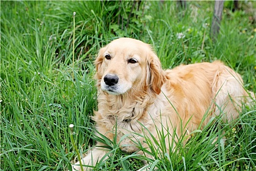 特写,金毛猎犬,卧,草丛