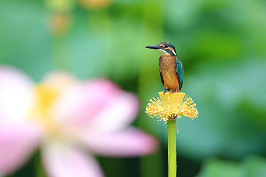 荷塘,翠鸟