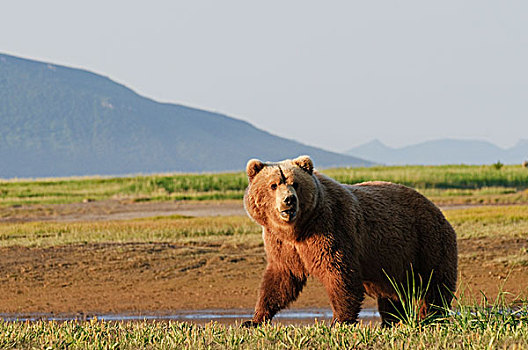 褐色,大灰熊,棕熊,河岸,阿拉斯加,美国