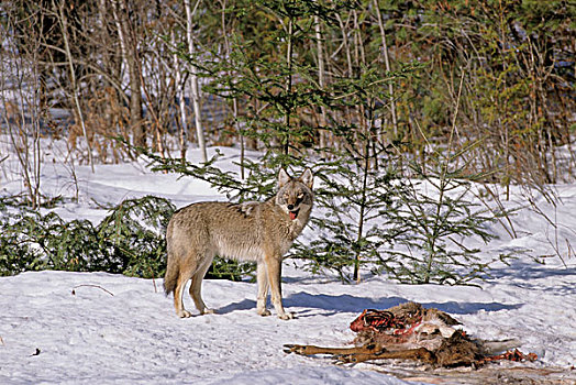 东方,加拿大,狼,犬属,非洲野犬属,白尾,白尾鹿,畜体,五月,灰狼,濒临灭绝,红色,安大略省