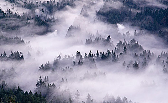 航拍,雾,上方,树林