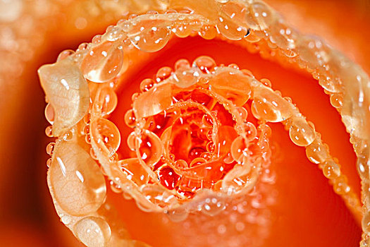水滴,花瓣,玫瑰