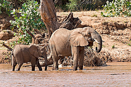 非洲象,母牛,幼兽,站立,河,萨布鲁国家公园,肯尼亚,非洲