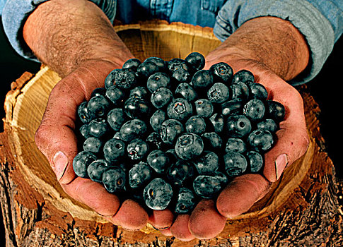 农民,男人,拿着,蓝莓