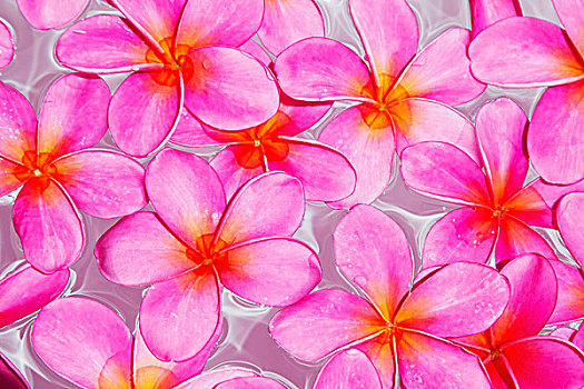 粉色,鸡蛋花,漂浮,水中,毛伊岛,夏威夷,美国