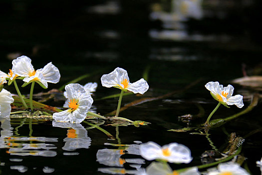 海菜花