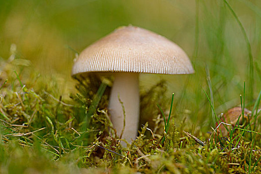 伞形毒菌,蘑菇,苔藓,夏天