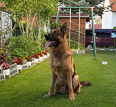德国牧羊犬,狗,坐,花园