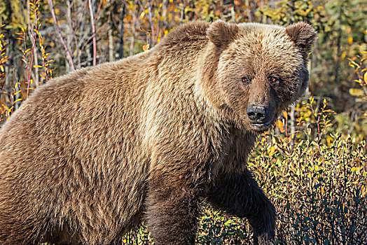 大灰熊,棕熊,秋叶,戴珀斯特公路,育空,加拿大