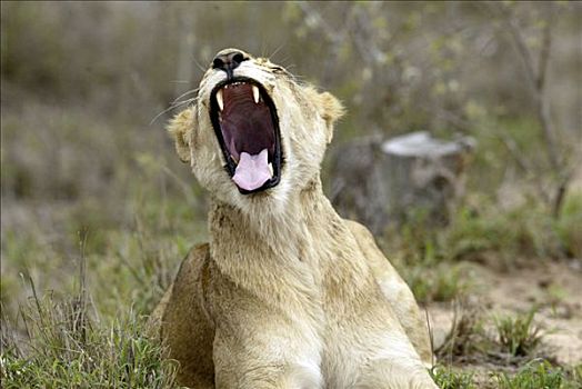 狮子,豹,雌狮,哈欠,南非