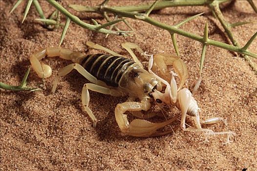 沙丘,蝎子,吃,蟋蟀,纳米布沙漠