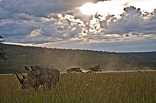 犀牛,高草,黄昏,纳库鲁湖,肯尼亚