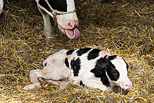 母牛,诞生,幼兽,厩,舌头,舔