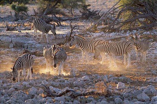 平原斑马,马,斑马,逆光,国家公园,纳米比亚,非洲