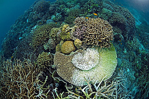 珊瑚,白色,死,桌面珊瑚,波多黎各,菲律宾
