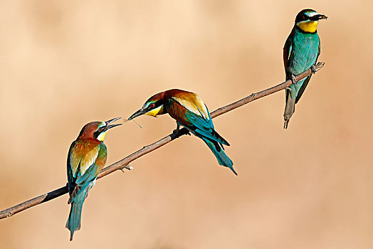 三个,食蜂鸟,黄喉蜂虎,捕食,坐在树上,莱茵兰普法尔茨州,德国,欧洲