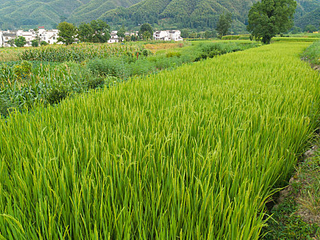 皖南古村卢村