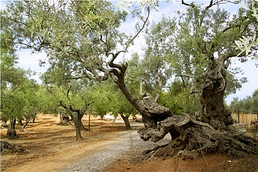 百年,橄榄树,地中海,马略卡岛