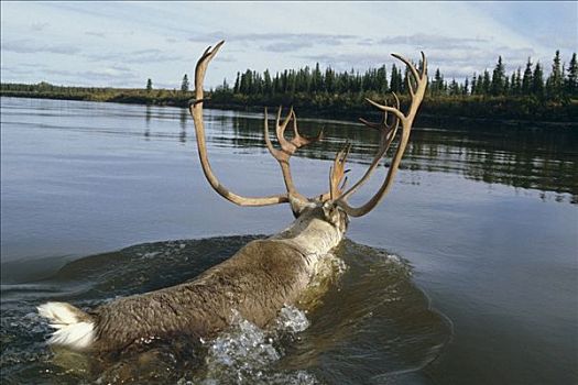 北美驯鹿,雄性动物,游泳,河,西部,阿拉斯加,秋天