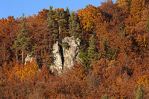 攀登,石头,山毛榉,树,秋天,弗兰哥尼阶,瑞士,上弗兰科尼亚,巴伐利亚,德国,欧洲