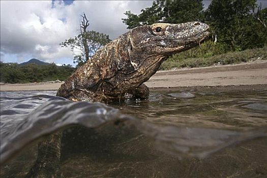 印度尼西亚,科摩多巨蜥,国家公园,分开,浅水