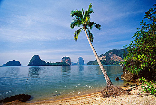 棕榈树,小,热带沙滩,攀牙,泰国
